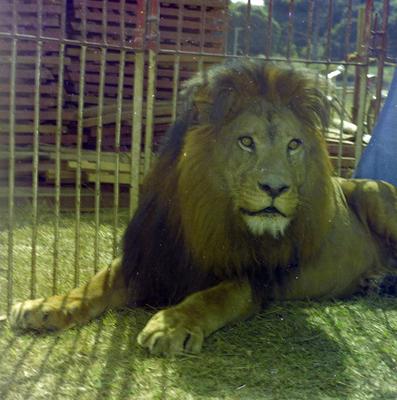 Campanha publicitária da agência J. Walter Thompson para o sabão em pó Rinso - "A força branca"