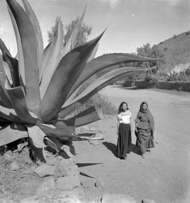Mulheres à sombra dos magueys