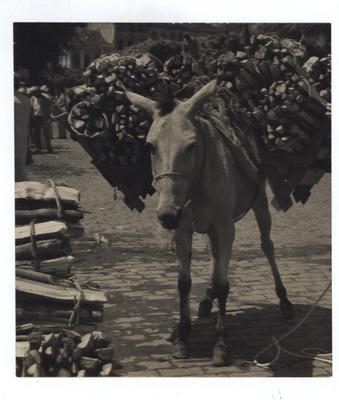 Jumento carregando lenha