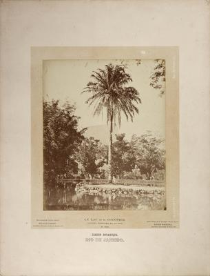 Lago e coqueiro no Jardim Botânico