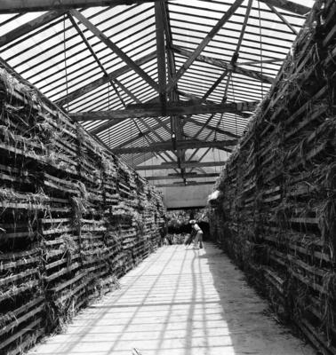 Extração e produção da Carnaúba