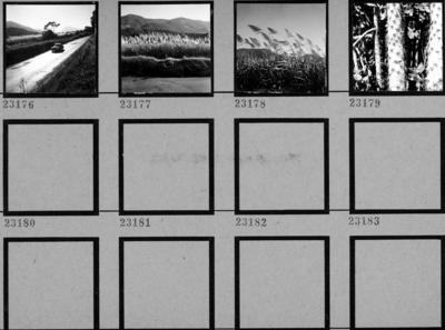 Flora no Sítio Burle Marx