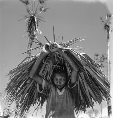 Extração e produção da Carnaúba