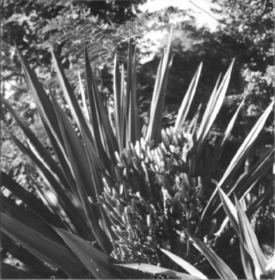 Flora no Sitio Burle Marx