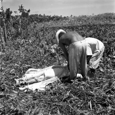 Caça de jacarés na Ilha Mexiana