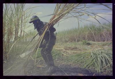 Produção de filme institucional sobre usinas de açúcar
