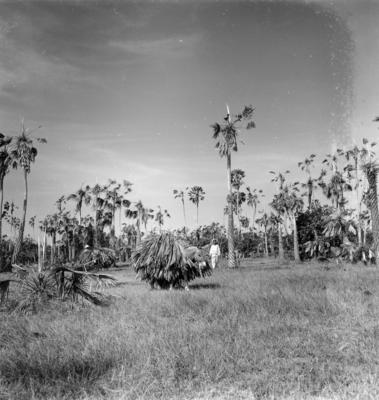 Extração e produção da Carnaúba