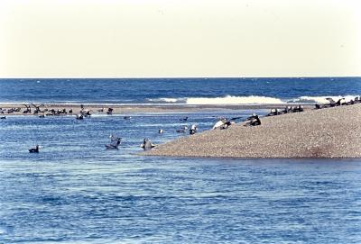 Aventuras de Igor na Antártida