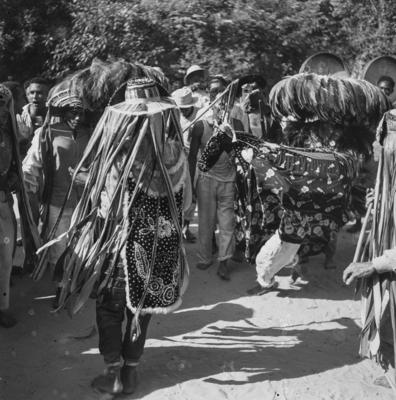 Bumba meu boi, festa popular