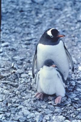 Aventuras de Igor na Antártida