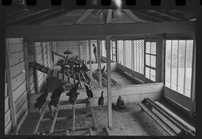 Galos usados para briga de galos