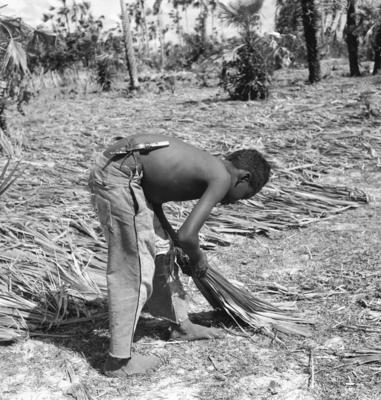 Extração e produção da Carnaúba