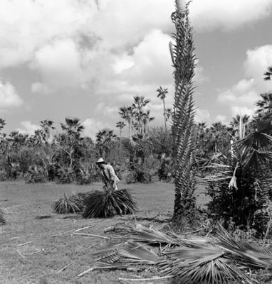 Extração e produção da Carnaúba