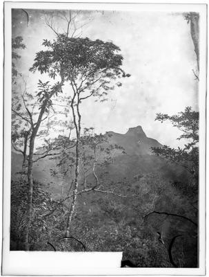 Floresta da Tijuca, ao fundo a Pedra da Gávea