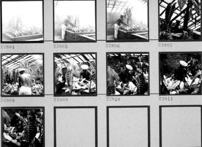 Funcionário do Sítio Burle Marx