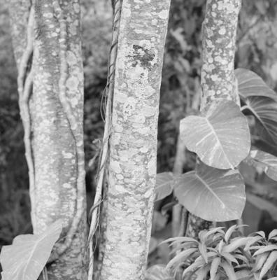 Flora no Sítio Burle Marx