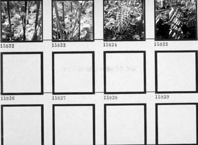 Flora no Sítio Burle Marx