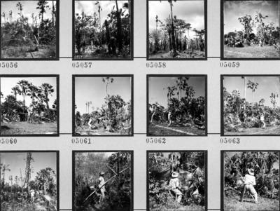 Extração e produção da Carnaúba