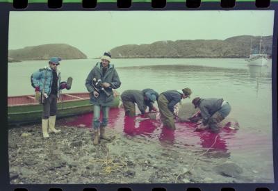 Viagem com a bióloga Livia Monami para registrar a caça da baleia branca
