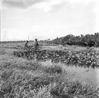 Caça de jacarés na Ilha Mexiana