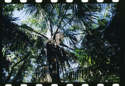 Projeto "Navegar Amazônia"