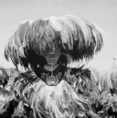 Bumba meu boi, festa popular