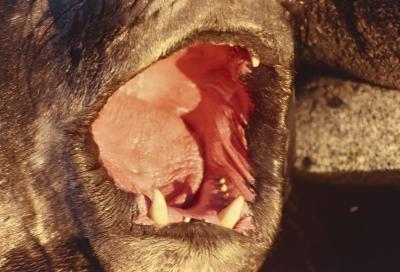 Aventuras de Igor na Antártida