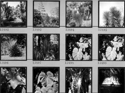 Flora do Jardim Botânico do Rio de Janeiro