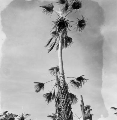 Extração e produção da Carnaúba