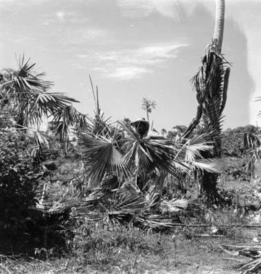 Extração e produção da Carnaúba