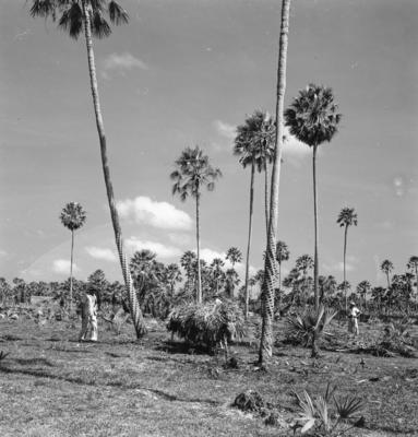 Extração e produção da Carnaúba