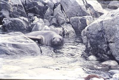 Aventuras de Igor na Antártida