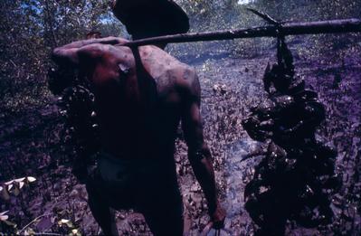 Série Caranguejeiras - Catador de caranguejo