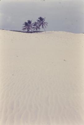 Dunas. Praia próxima ao Quilombo de Sibaúma