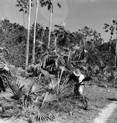 Extração e produção da Carnaúba