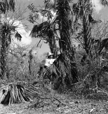 Extração e produção da Carnaúba