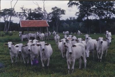 Gado - rebanho