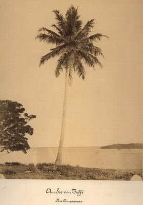 Margem do rio Amazonas