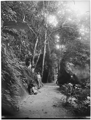 Homens em meio à floresta