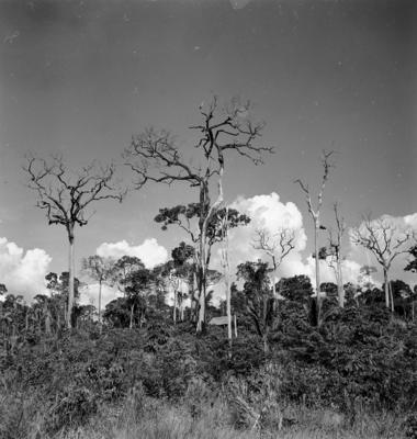 Série "Estrada de Ferro Tocantins"