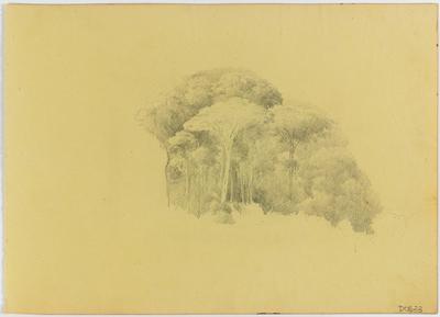 [Estudo de árvores]