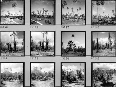 Extração e produção da Carnaúba