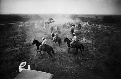 Série Guimarães Rosa - Vaqueiros conduzem boiada