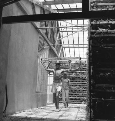 Extração e produção da Carnaúba