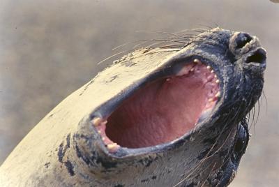 Aventuras de Igor na Antártida