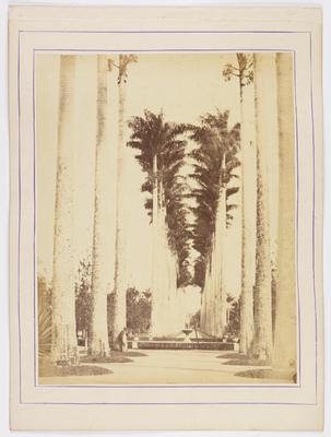 Avenida das Palmeiras Imperiais