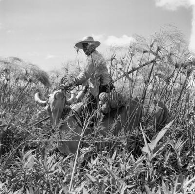 Caça de jacarés na Ilha Mexiana