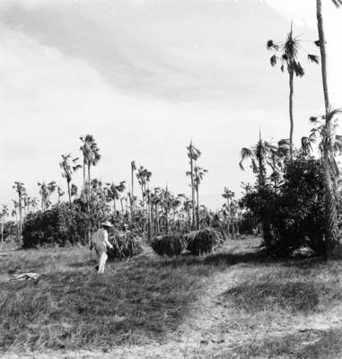 Extração e produção da Carnaúba