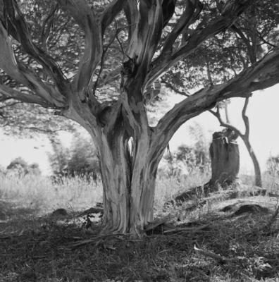 Flora no Sítio Burle Marx