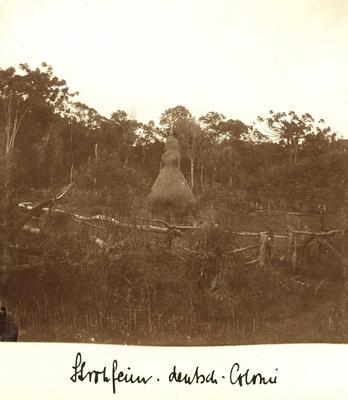 Fogo de palha, colônia alemã